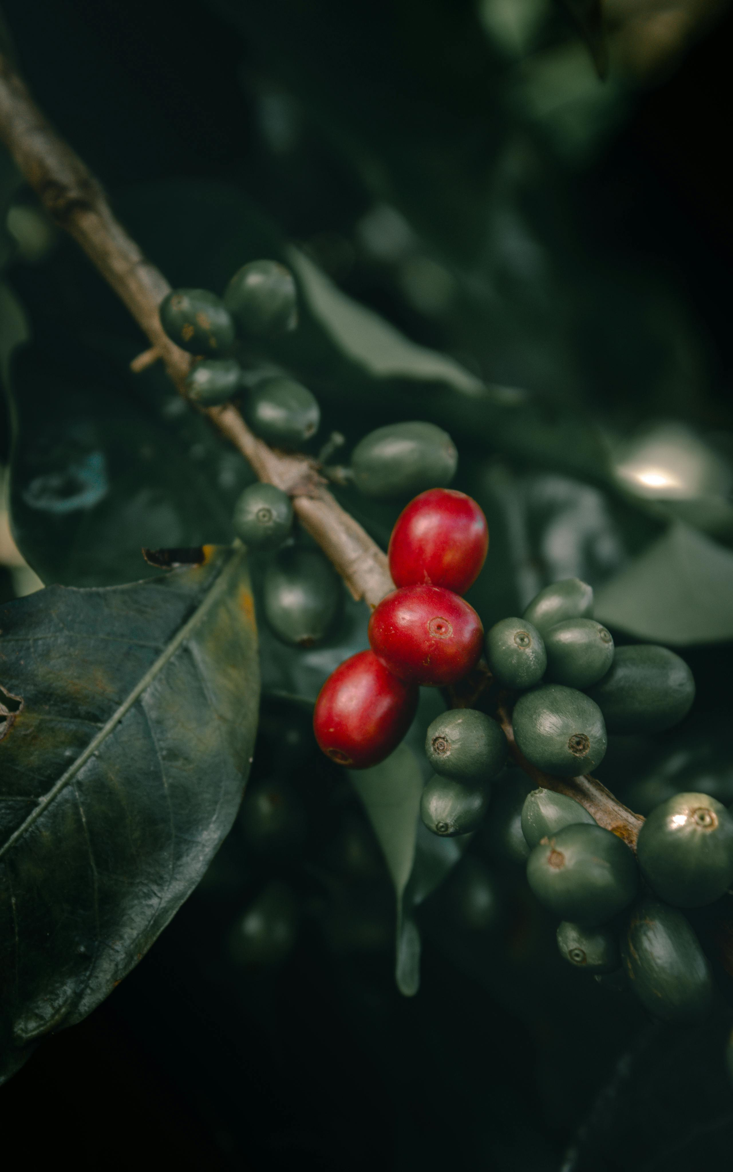 Sumatra Green Coffee Beans